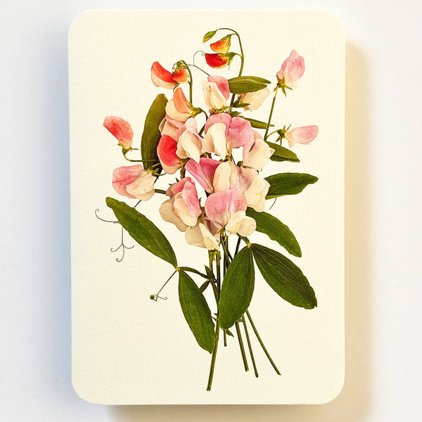 Pink Sweet Peas