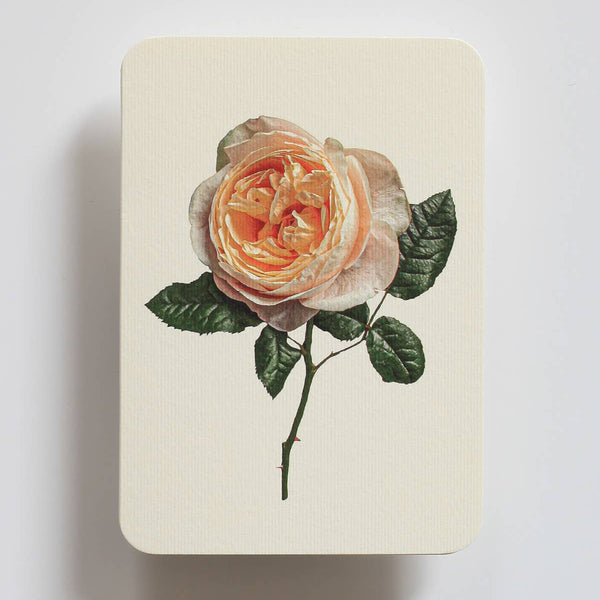 Soft Peach Rose