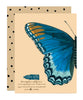 Red-Spotted Purple Sympathy